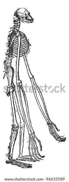Old Engraved Illustration Skeleton Gibbon Isolated Stock Vector