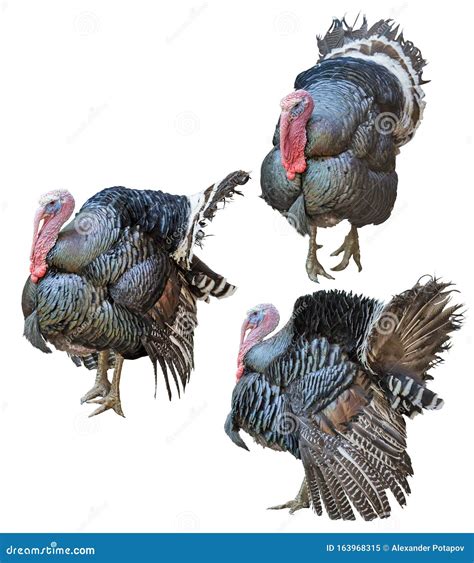 large three turkey males isolated on white stock image image of feather wildlife 163968315