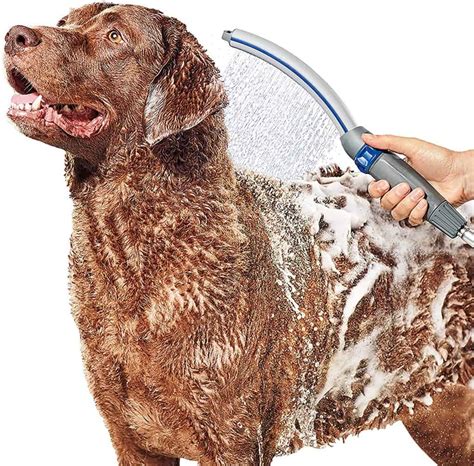 The Best Dog Shower Head Reviewed And Ranked A Z Animals