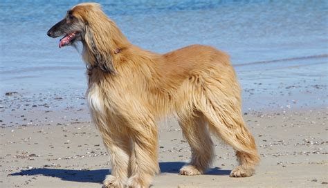 The afghan hound is elegance personified. Afghan Hound Dog Breed - History, Characteristics & Basic ...