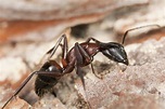 Carpenter Ants - Economy Exterminators