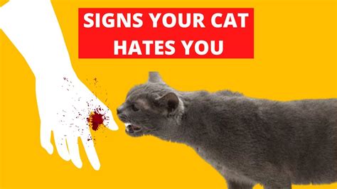 8 Signs Your Cat Hates You Youtube