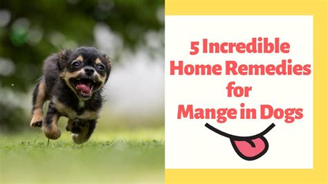 5 Effective Home Remedies For Mange In Dogs Youtube