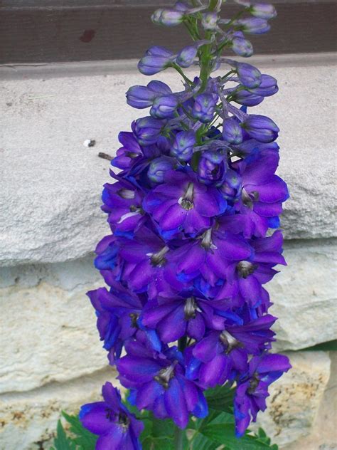 Tall Purple Flowers By Cicadakiller On Deviantart