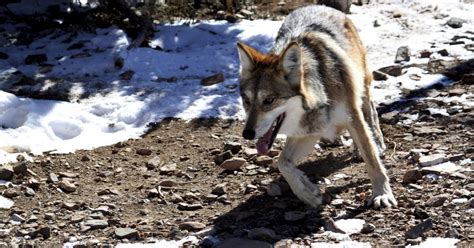 3 Mexican Gray Wolves Found Dead In Arizona New Mexico