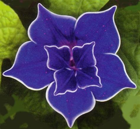 Picotee Blue Morning Glory 10 Seeds Easy To Grow Hirts Gardens