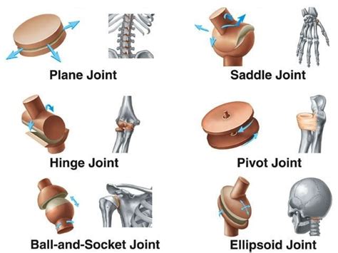 Joints Types Function Nerve Supply Of Joints And General Features Of