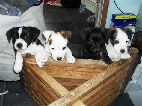 border jack border collie jack russell mix info puppies pictures