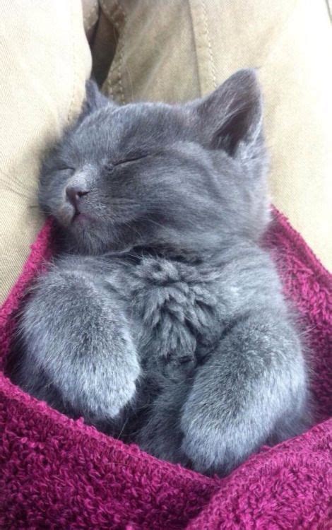 399 Best Kittens Sleeping Images On Pinterest Baby