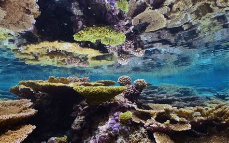 Underwater Ocean Coral Reef Virtual Tour 360 Virtual