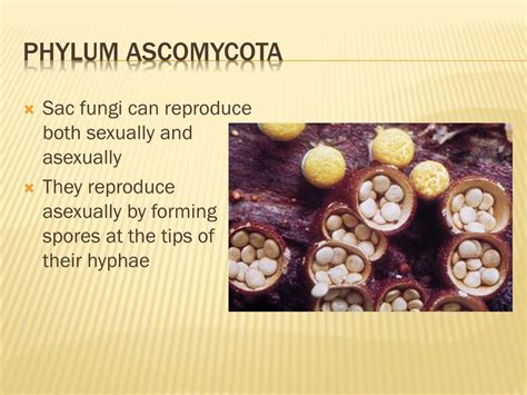 Ppt Kingdom Fungi Powerpoint Presentation Free Download Id2034565