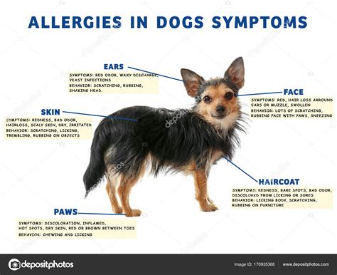 Dog And List Of Allergies Symptoms Stock Photo By ©belchonock 170935368