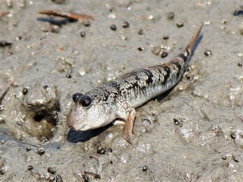 Mudskippers Fish That Live On Land And In Water Hubpages