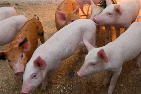 Newborn Piglets Feeding From Mother Pig In The Farm Stock Image Image