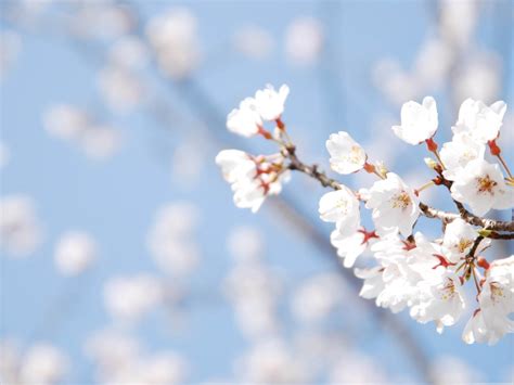 🔥 39 Cherry Blossom Hd Wallpaper Wallpapersafari