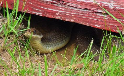 How To Attract Snakes To Your Garden Dengarden