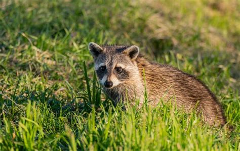 Raccoon Identification Control And Treatment Mccall Service