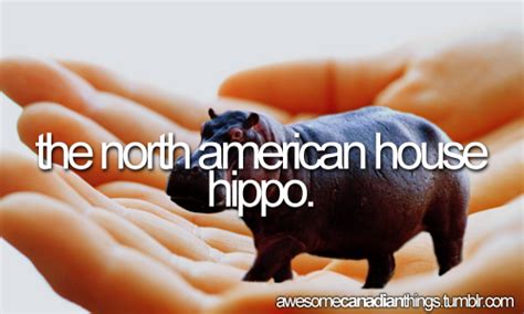 House Hippo What Is Jhousej