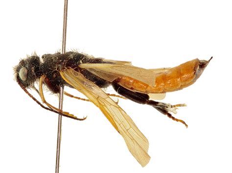 Sirex Nitobei Sawfly Genus