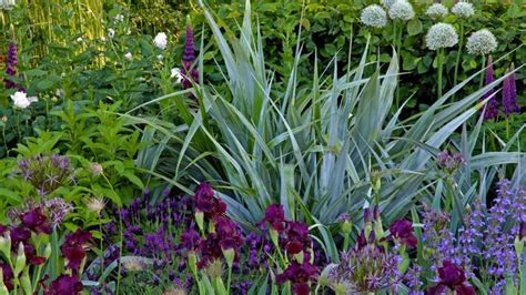 Alice Bowe My Top Silver Plants For Summer Borders Silver Plant
