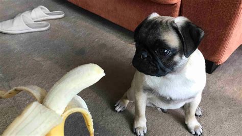 Pug Dog Vs Banana Youtube