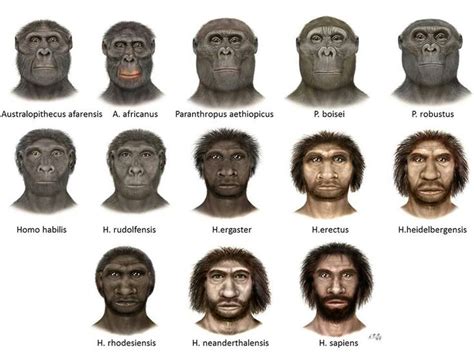 Human Evolution Anthropology Dna And Evol Trees Pinterest Out Of