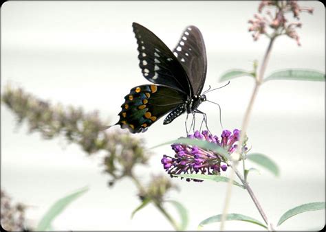 Black Swallowtail On Butterfly Bush Smithsonian Photo Contest