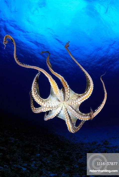 Hawaii Day Octopus Octopus Cyanea Stock Photo