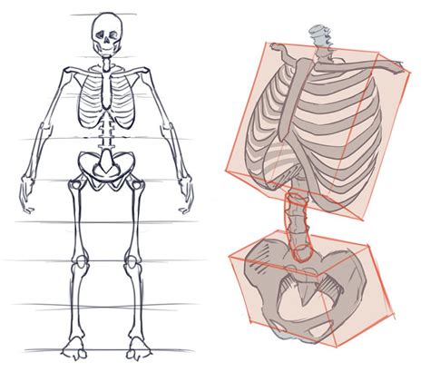 How To Draw The Torso Front View Human Anatomy Drawing Human
