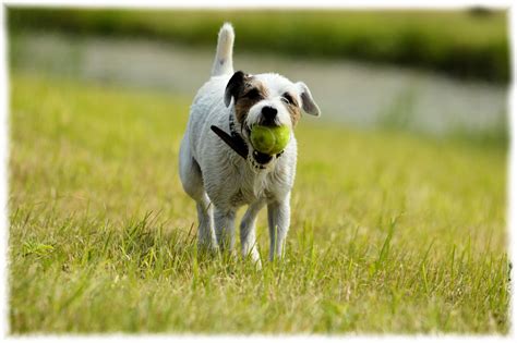 Dog Playing With Ball 3 Free Stock Photo Public Domain Pictures