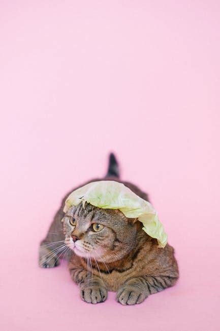 20000 Best Funny Cat Photos · 100 Free Download · Pexels Stock Photos