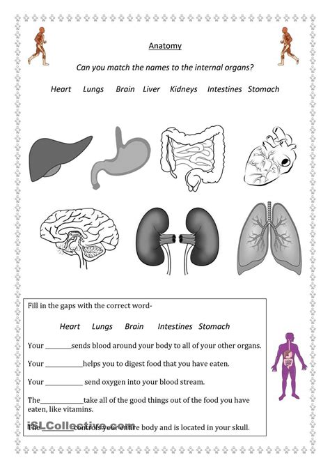 Organ System Overview Worksheets
