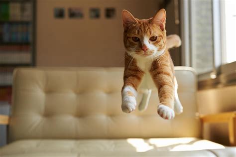 Cats often exude an independent nature, making it easy to leave them home alone without the guilt. Jumping Cats At Play Look Like Ninjas | Bored Panda