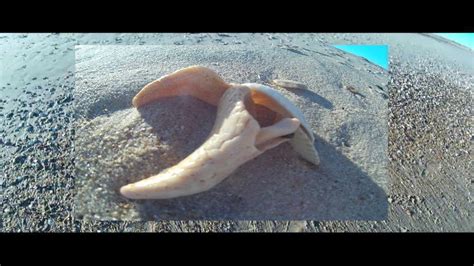 Conch Shell Hunting On The Outer Banks Youtube