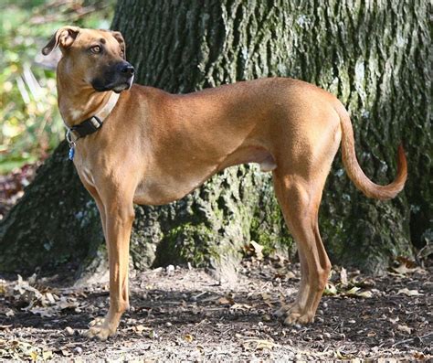 Black Mouth Cur Breed Information Characteristics And Heath Problems