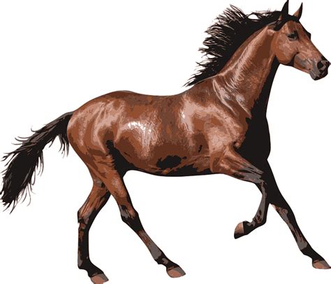 Horse Png Transparent Images Png All Images