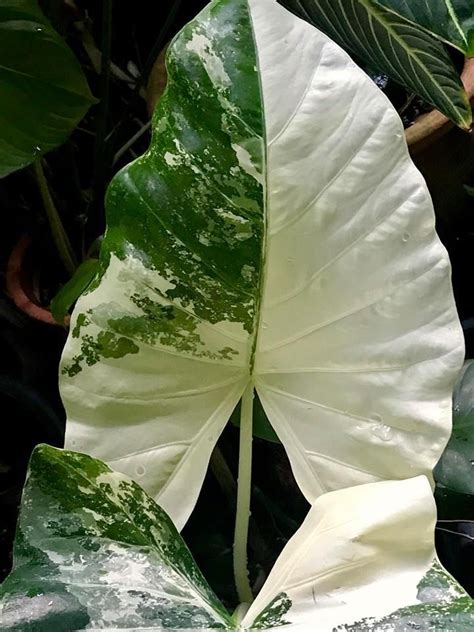 Make room in your summer garden for the dazzling tropical beauty of elephant's ears. Alocasia, Variegated, Upright Elephant Ear 'Variegata ...