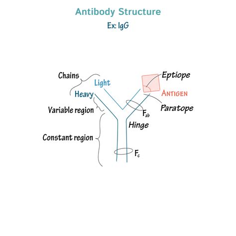 Immunologymicrobiology Glossary Antibodies Draw It To Know It