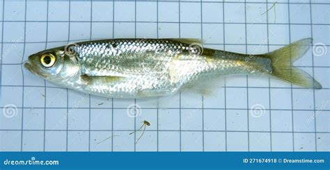 The Common Bleak Alburnus Alburnus Is A Small Freshwater Coarse Fish