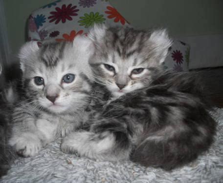 Beautiful Exotic Highlander Aka Highland Lynx Kittens For Sale For Sale In Eagle Idaho