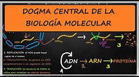 DOGMA CENTRAL DE LA BIOLOGÍA MOLECULAR. REPLICACIÓN, TRANSCRIPCIÓN ...