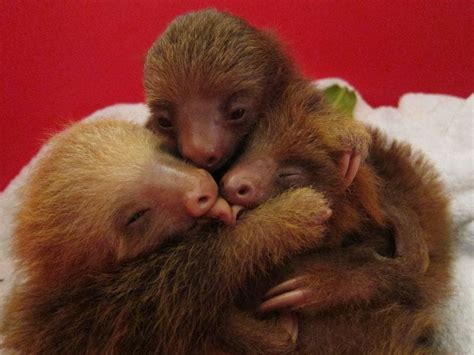 5 Adorable Photos Of Animals Hugging That Will Brighten Your Day