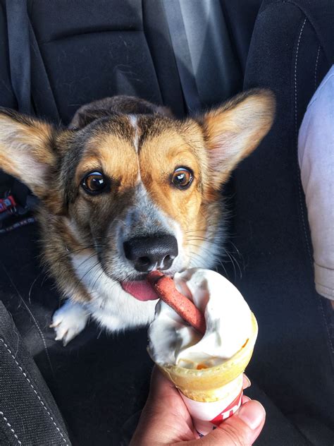 Cheddar The Corgis First Taste Of Ice Cream To Brighten Your Day Gallery