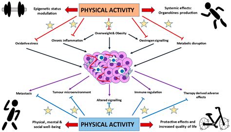 Cancers Free Full Text Physical Activity As An Imperative Support