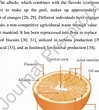 Parts of an orange fruit [35]. | Download Scientific Diagram