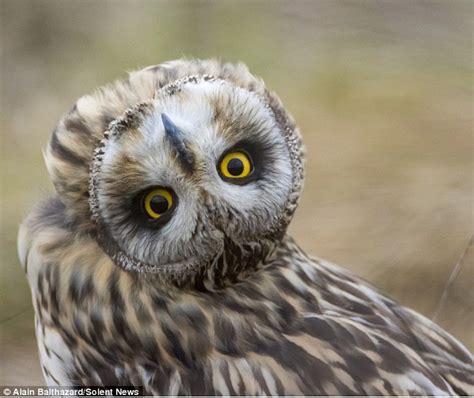 Owl That Knows How To Turn Heads By Turning Its Entire Gaze Upside Down