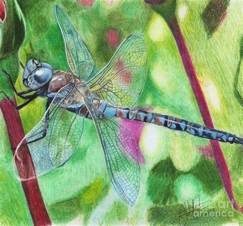 Blue Dragonfly Drawing By Christian Conner Fine Art America