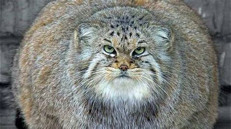 The Most Fat Cat In The World Cat Meme Stock Pictures And Photos