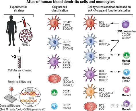 The Role Of Type 1 Conventional Dendritic Cells In Cancer Immunity