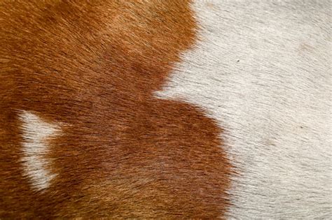 Premium Photo Close Up Brown And White Dog Skin